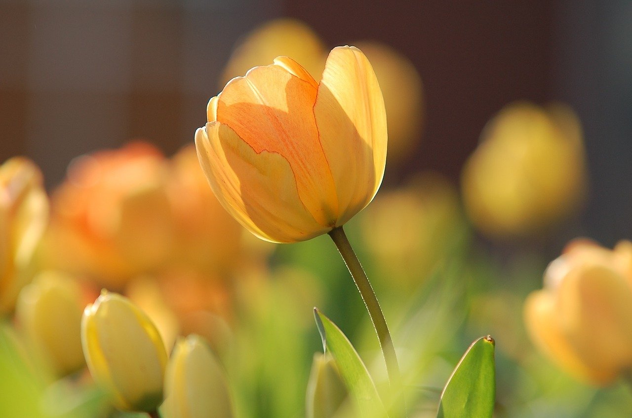 Spring Photography Tips To Help You Capture The Beauty Of The Season