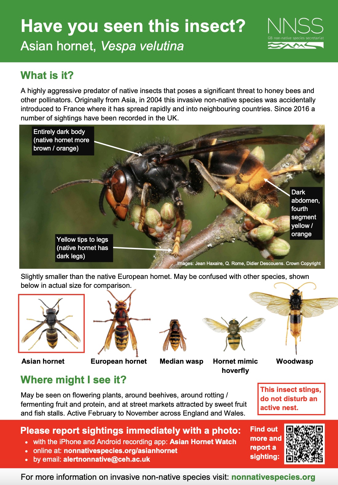 Call for public to keep watch and report any sightings of Asian hornets ...